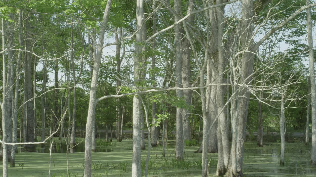 沼泽或沼泽中的小树林或树林的角视频下载