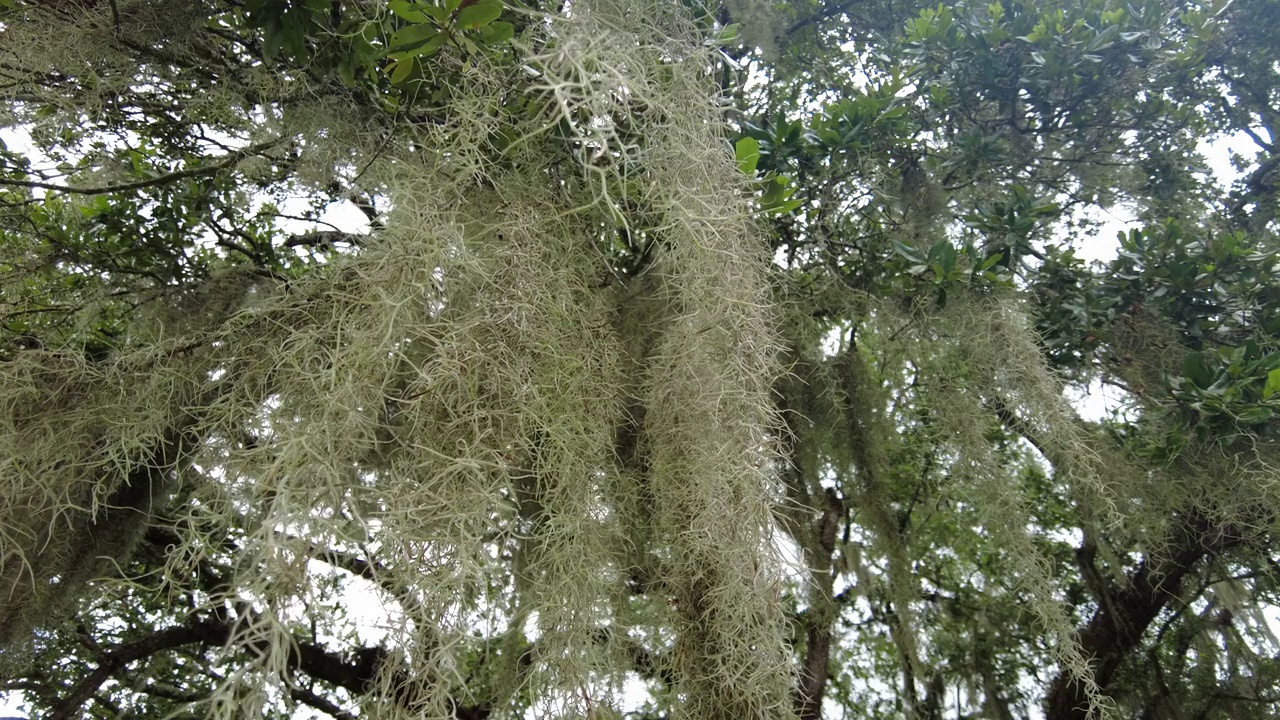 路易斯安那州树上的西班牙苔藓视频素材