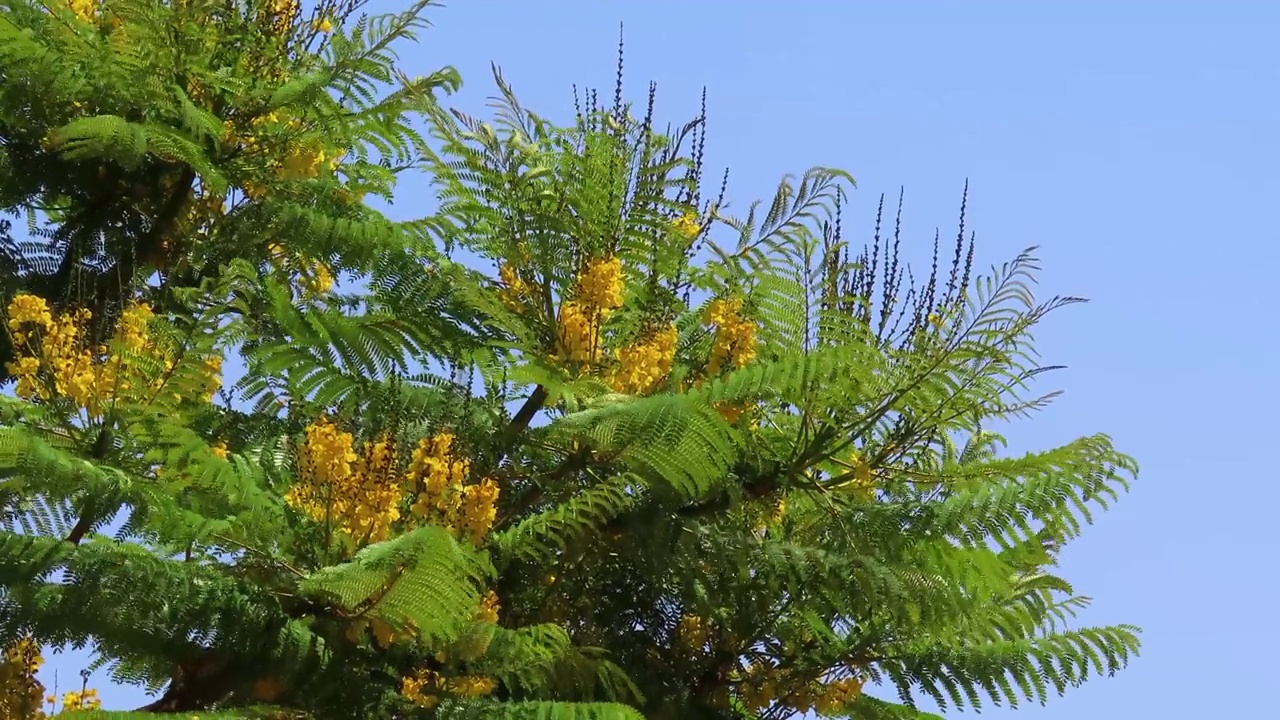 树黄开花视频素材