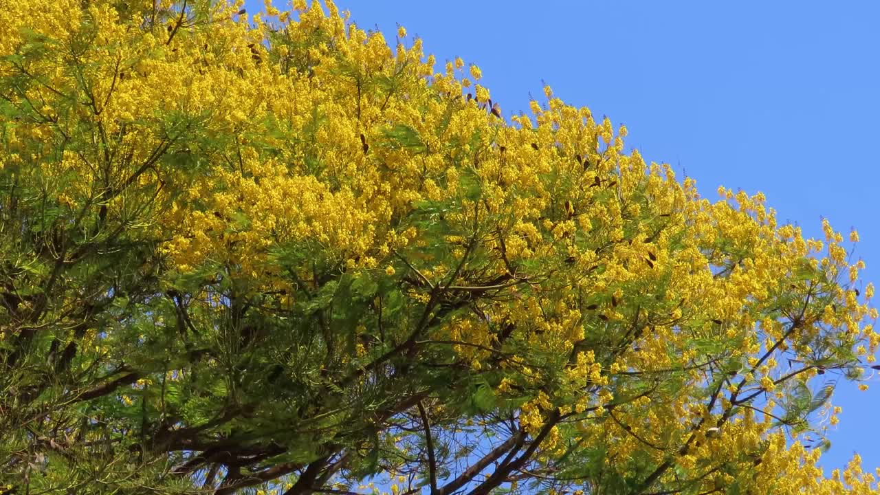 树黄开花视频素材