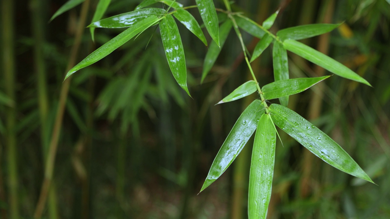 竹林，竹叶，水滴视频素材