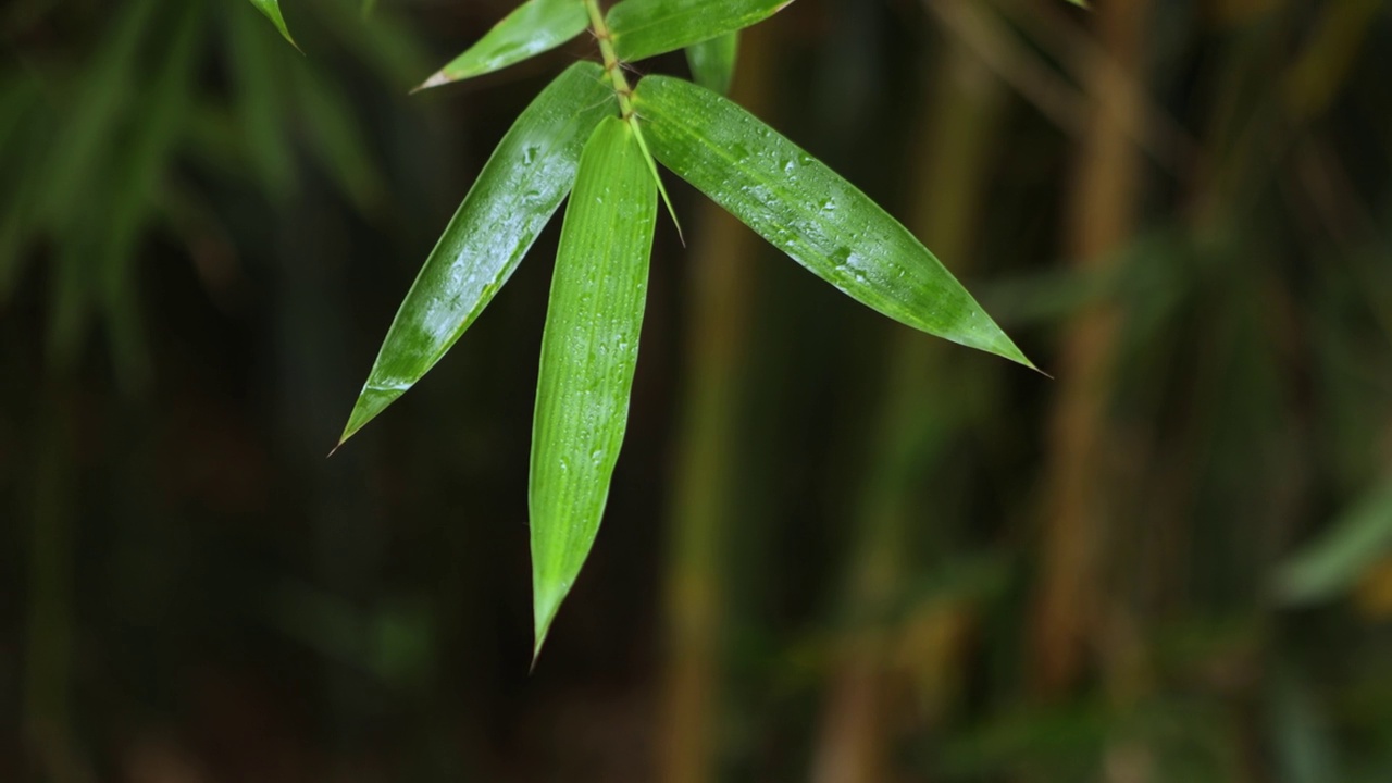 竹林，竹叶，水滴视频素材