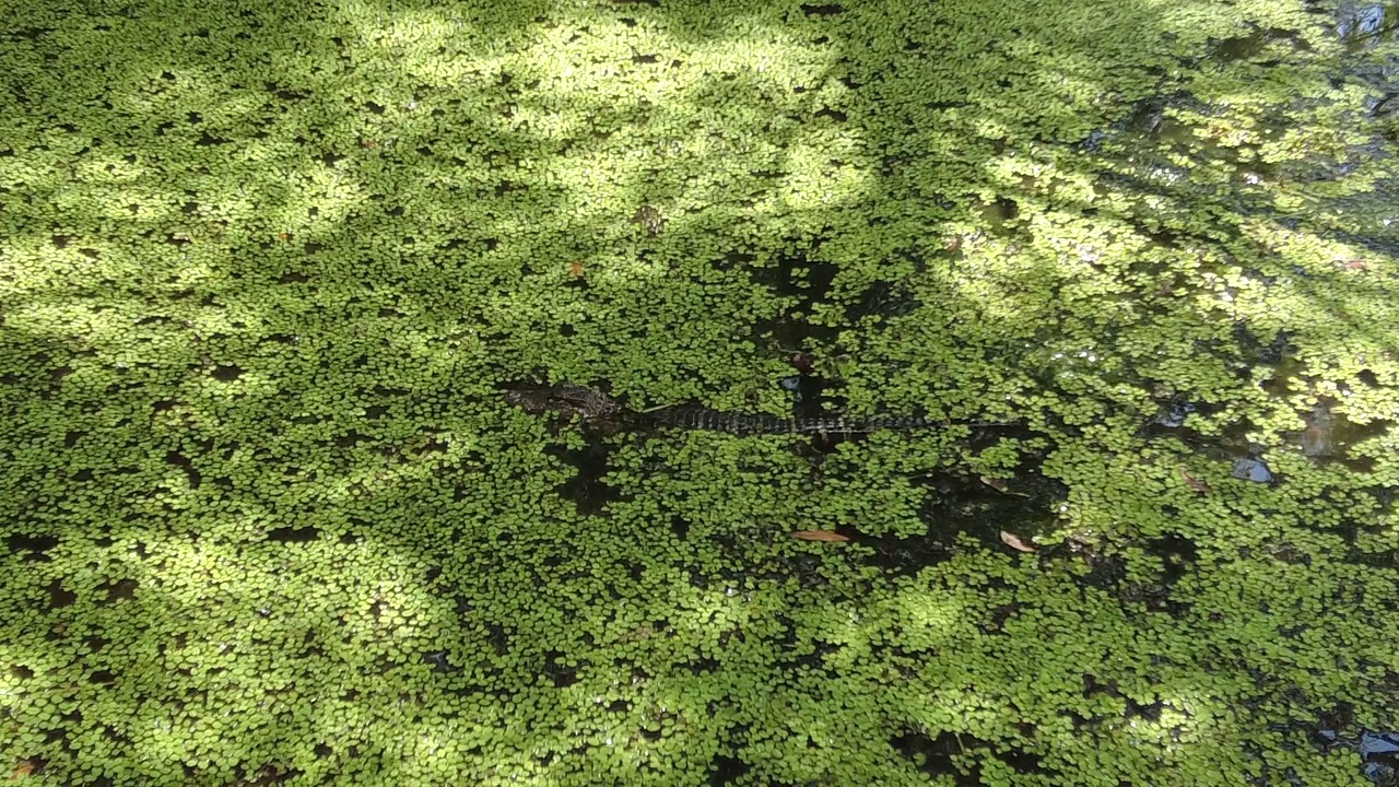 路易斯安那州水中的鳄鱼视频素材