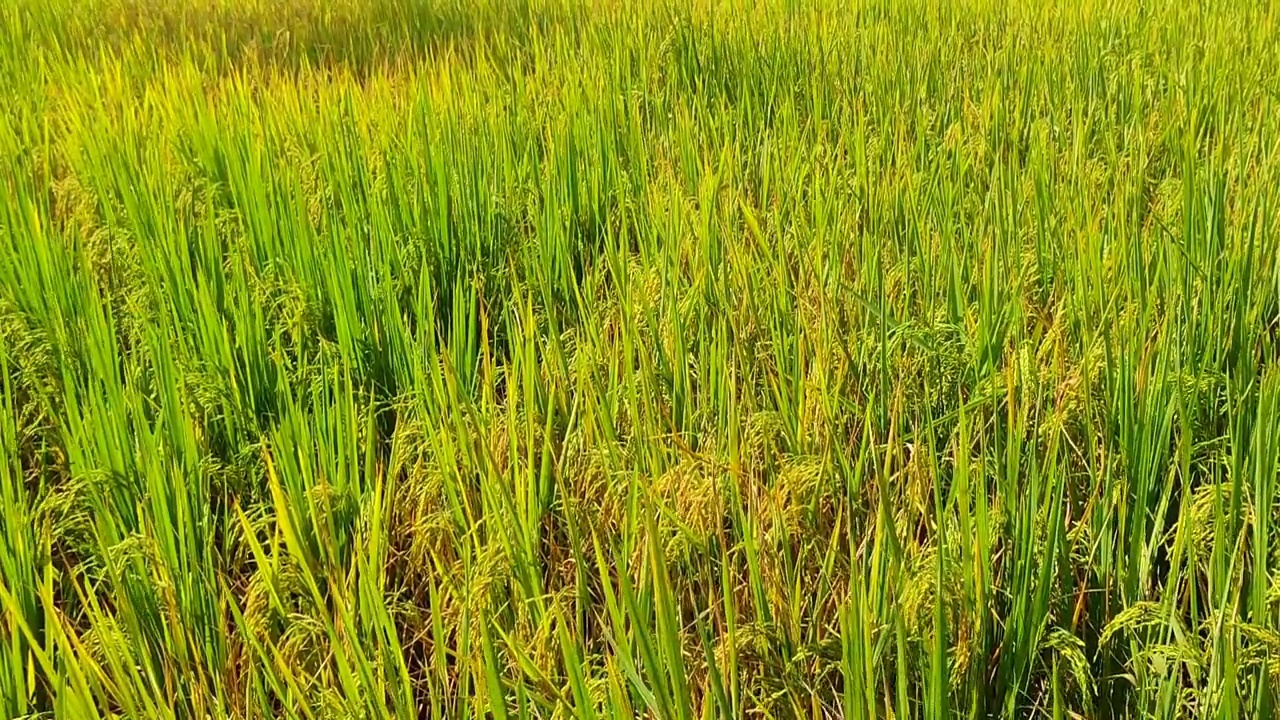 稻田。印度的农田。视频素材