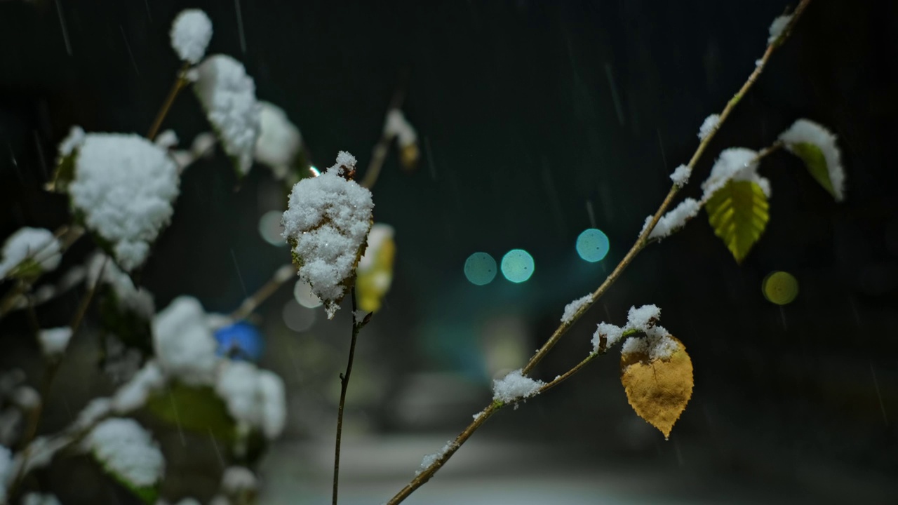 枯叶覆盖在新鲜的冬雪在夜间降雪暴风雪视频素材