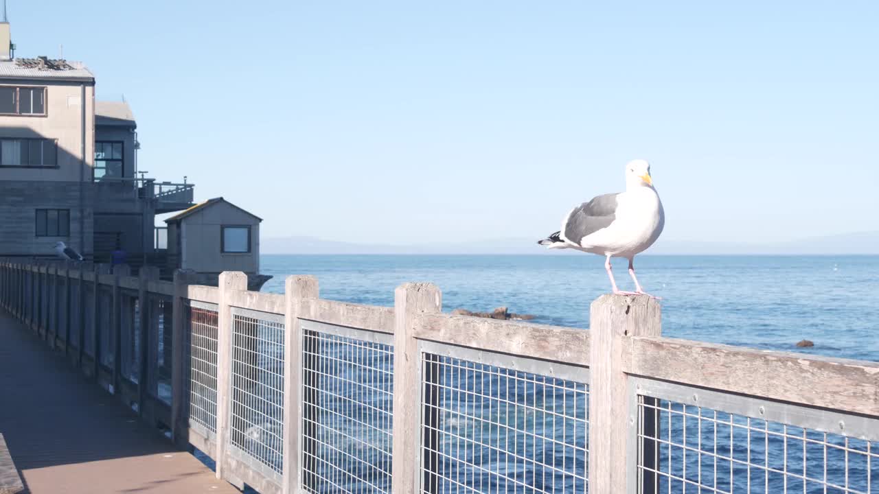 海滨木板路，加州蒙特利。罐头厂街的海滨水族馆。视频素材