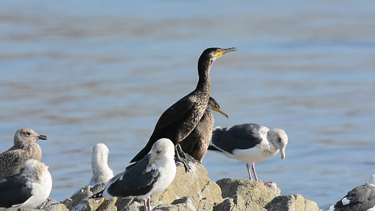 鸬鹚(Phalacrocorax) /韩国视频素材