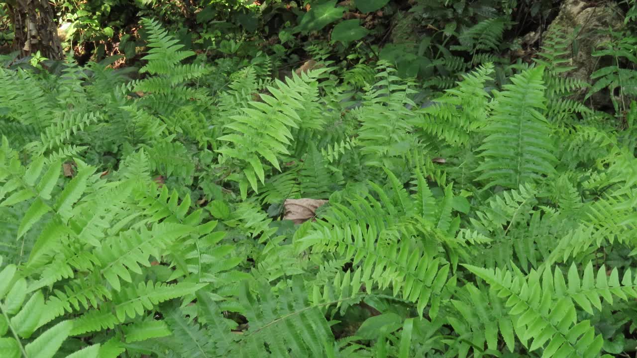 雨林中的蕨类地视频素材