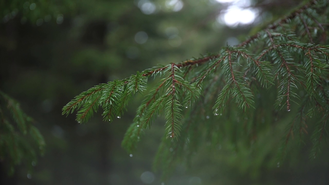 冬季积雪融化后的松树特写。云杉枝头沾着水滴下着雨视频下载