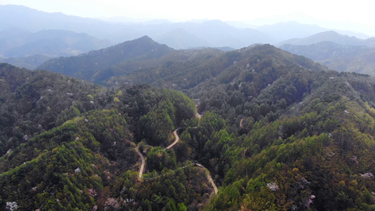 茂密的森林/洪川郡，江原道，韩国视频素材