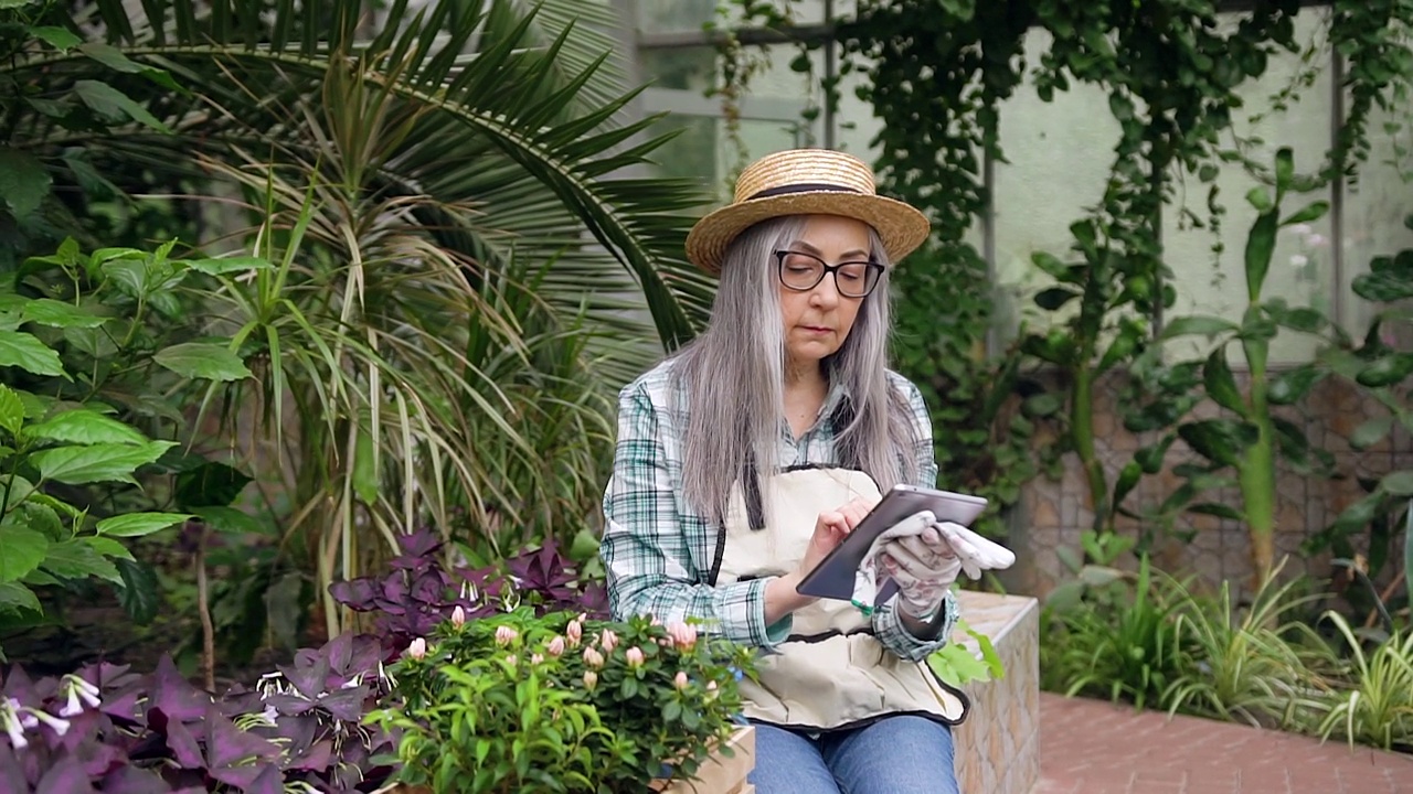 美丽集中的白发高级妇女在帽子坐在温室和做库存的绿色植物和写入数据到i-pad视频素材