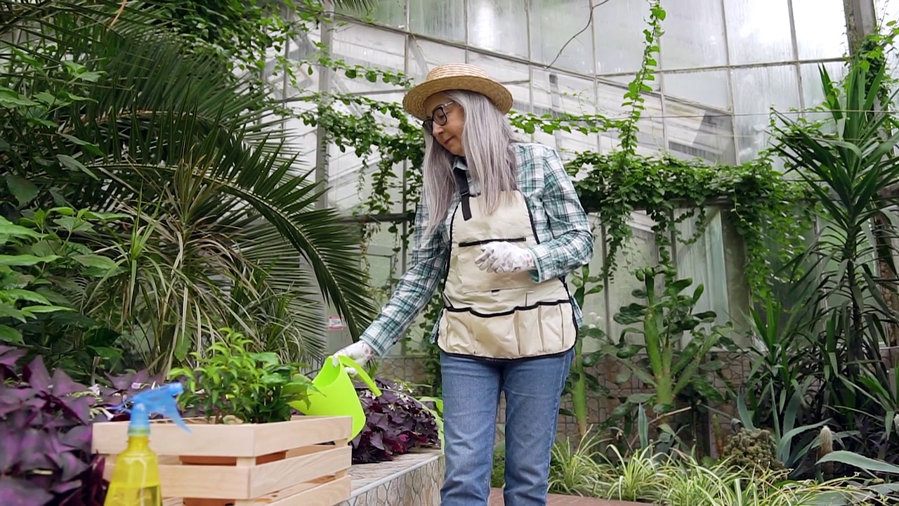 好看的满意勤劳的高级白发妇女在帽子和工作服在温室工作和浇灌植物使用浇水罐视频素材