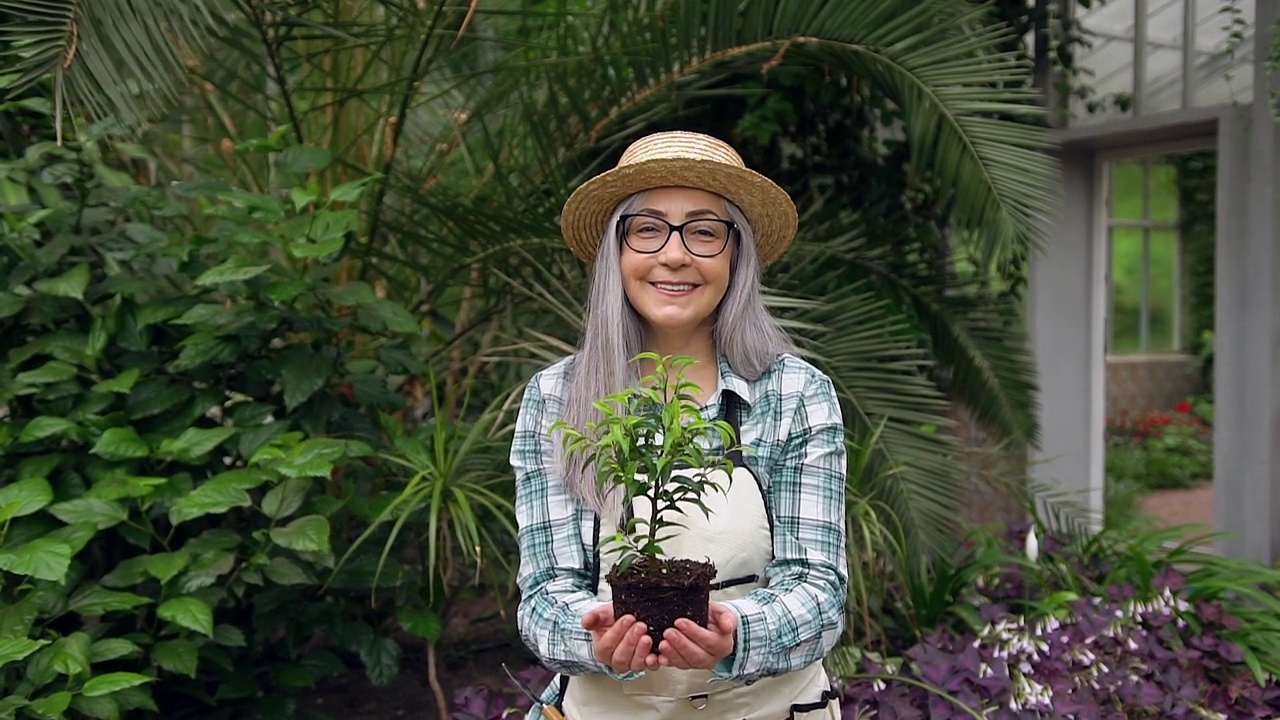 漂亮的微笑的白发高级妇女在帽子站在温室和提出装饰植物到相机视频素材