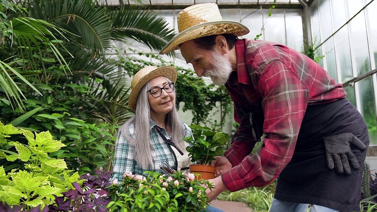 漂亮快乐的白发女人戴着草帽坐在橘子园的绿色植物旁，而她英俊的大胡子丈夫正在把花盆装进盒子里，园艺概念视频素材