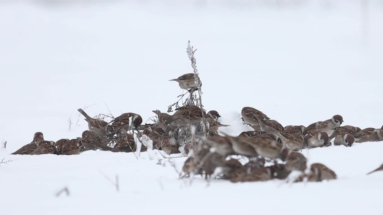 麻雀吃了雪里的杂草种子就飞走了视频素材