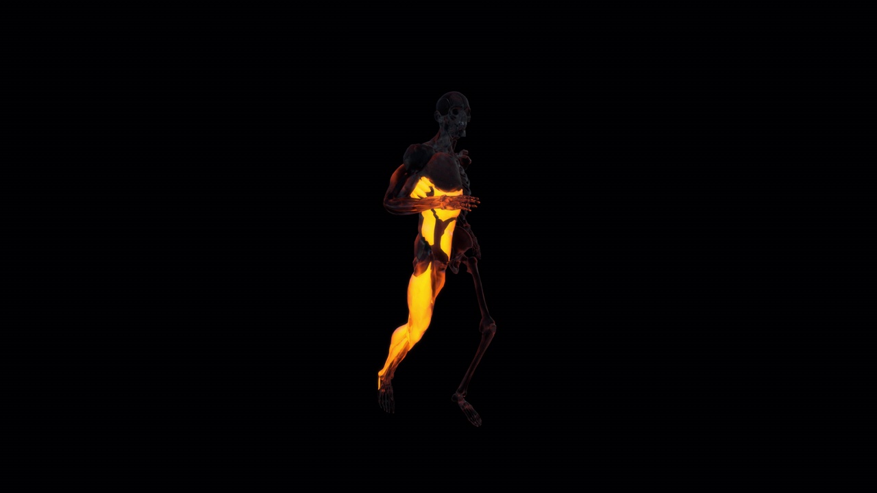 Anatomy of Running, Animation.Full HD 1920×1080. 10 Second Long.Transparent Alpha Video. LOOP.视频素材