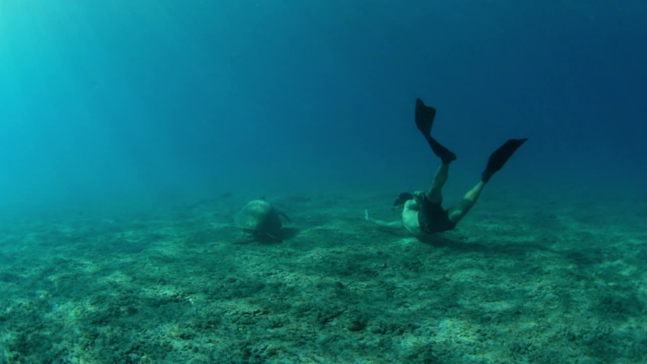 慢动作拍摄的人浮潜绿海龟在海里度假-怀基基，夏威夷视频素材