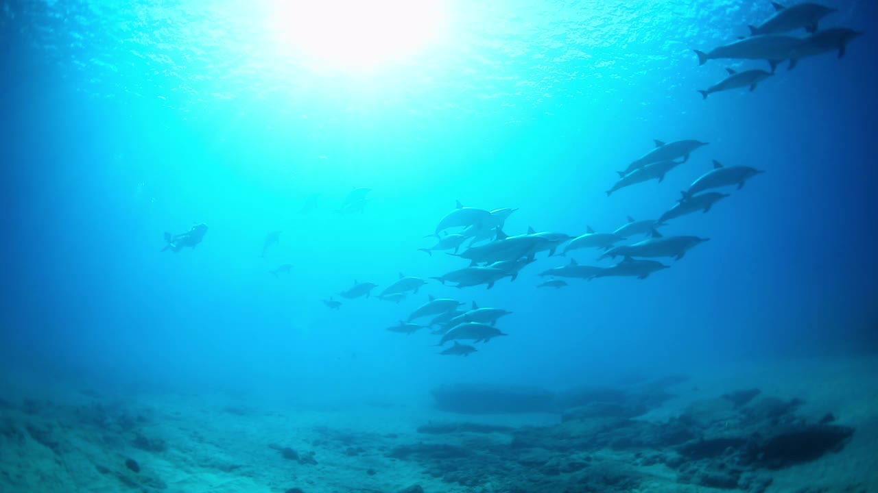 一群普通海豚在海中游泳的慢动作镜头——夏威夷威基基视频素材