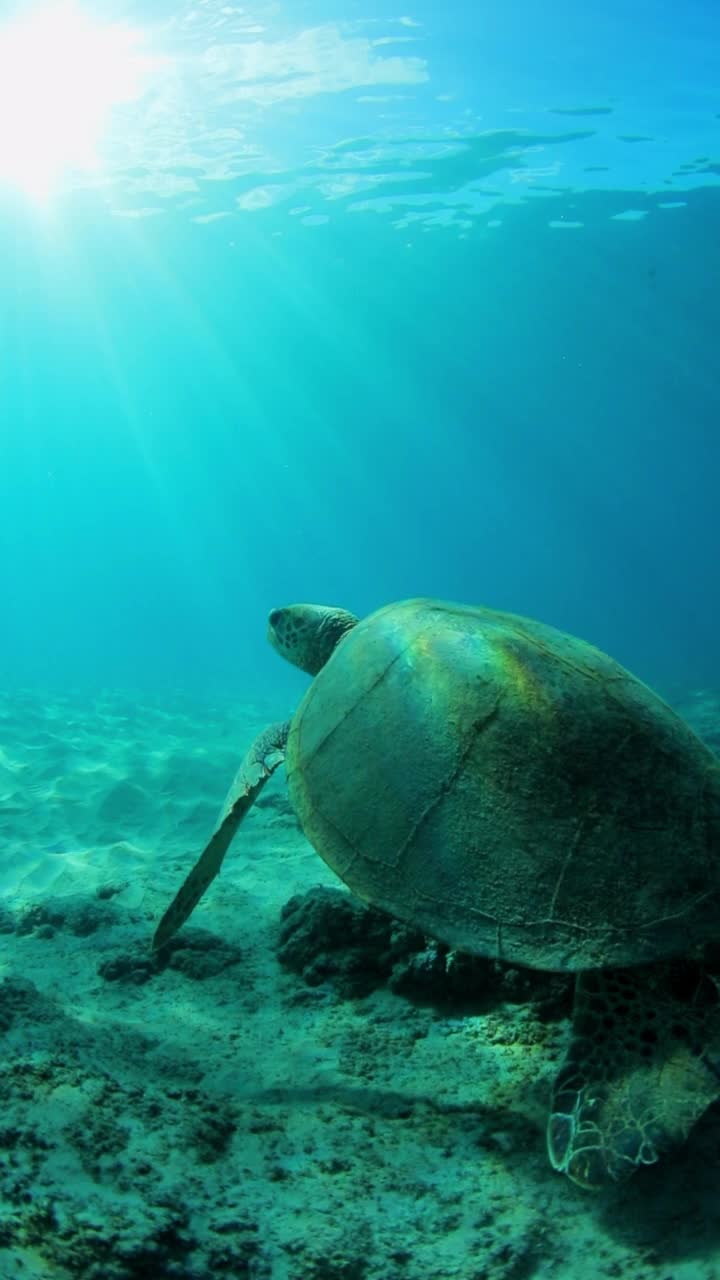 绿海龟在深海游泳的慢动作镜头-夏威夷威基基视频素材