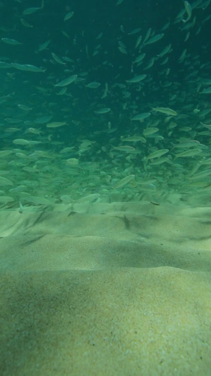 一小群鱼在沙滩上游泳——夏威夷威基基视频素材