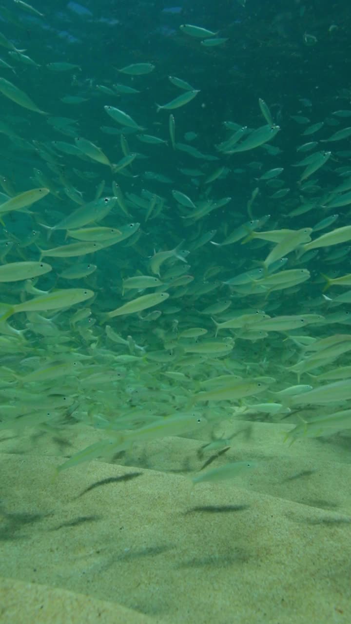 小鱼一起在海底游泳——夏威夷威基基视频素材