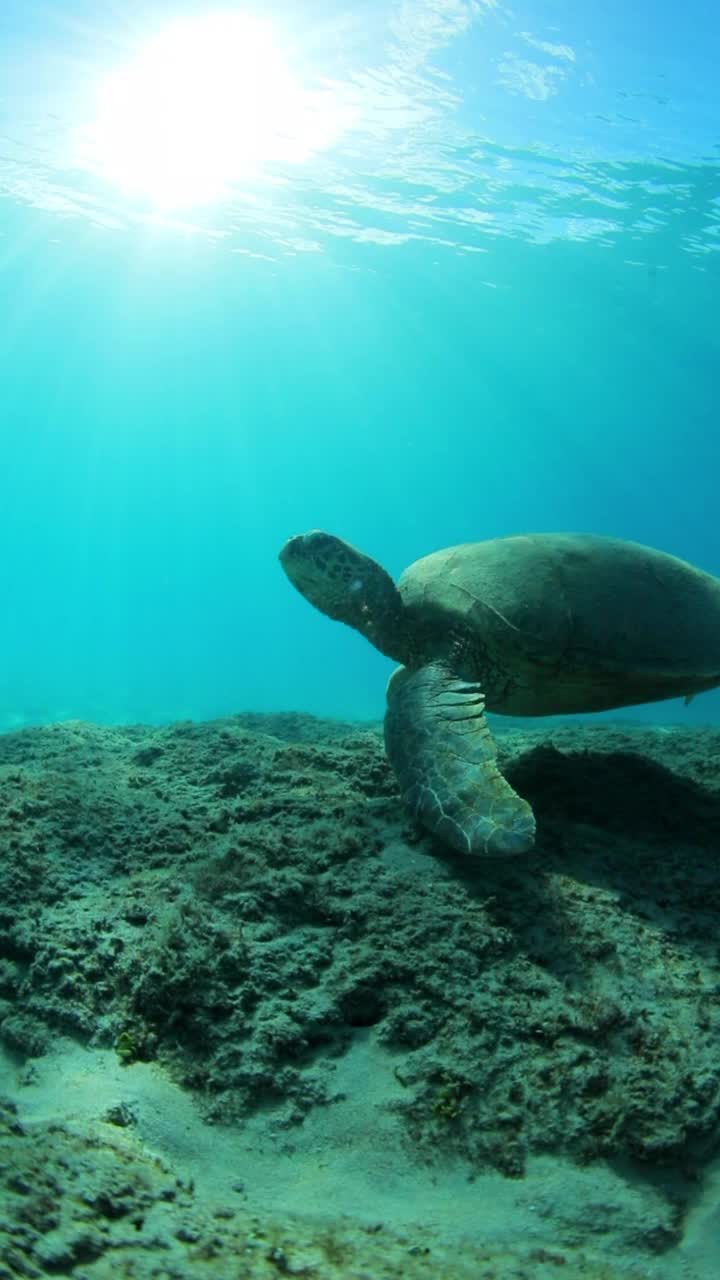 乌龟在深海游泳的慢镜头——夏威夷威基基视频素材