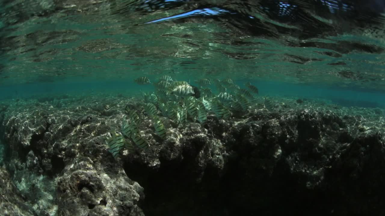 条纹图案的鱼群一起游泳在海洋的岩石-瓦胡岛，夏威夷视频素材