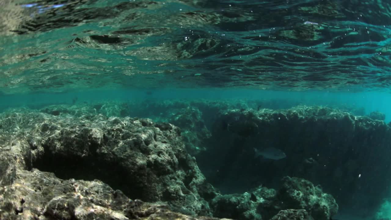 在水下岩石边游动的小鱼的平移镜头——夏威夷瓦胡岛视频素材