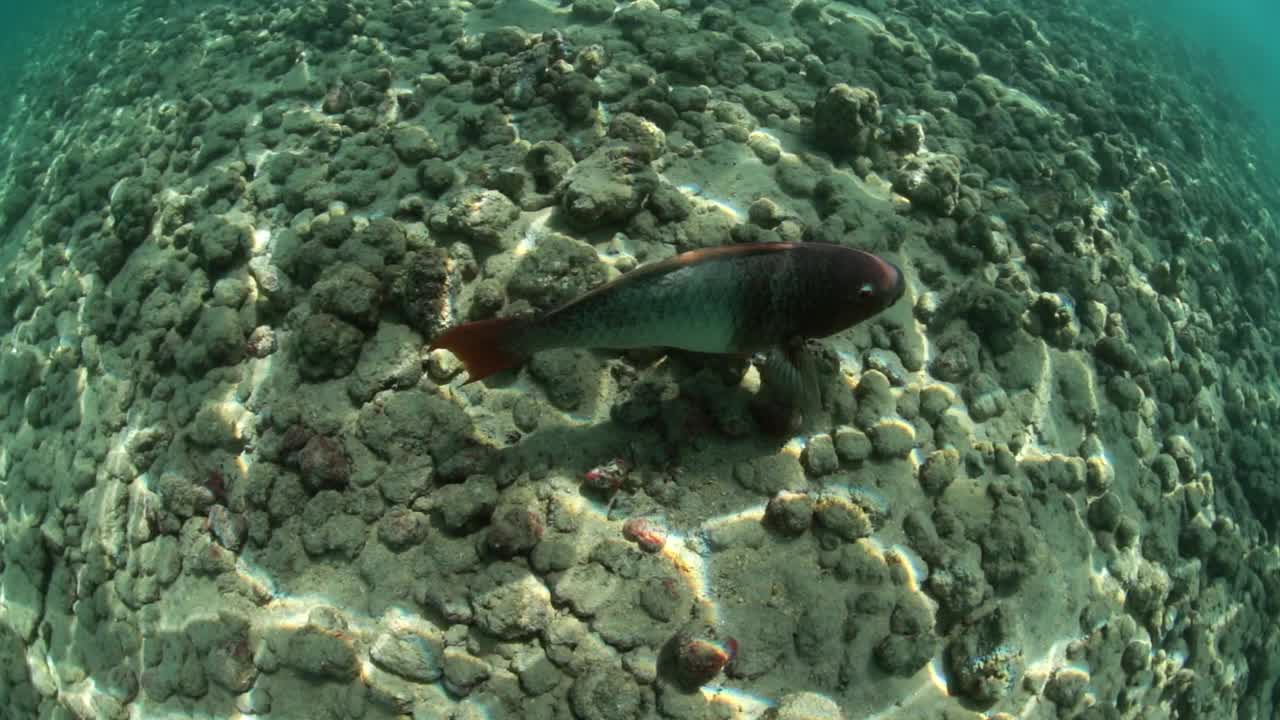 小鱼在海洋中的岩石和沙子上游泳-夏威夷瓦胡岛视频素材