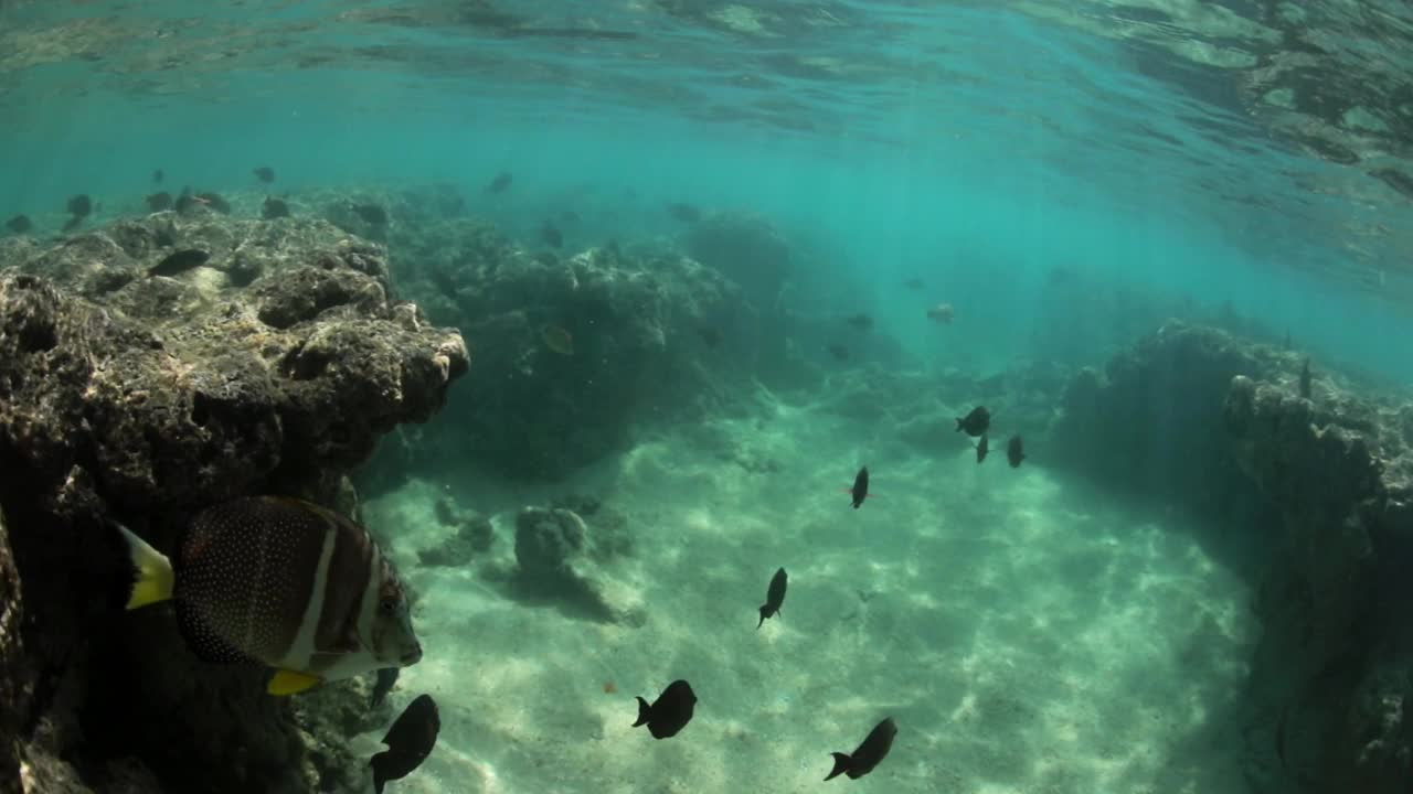 小鱼一起在水下的沙滩上游泳——夏威夷瓦胡岛视频素材