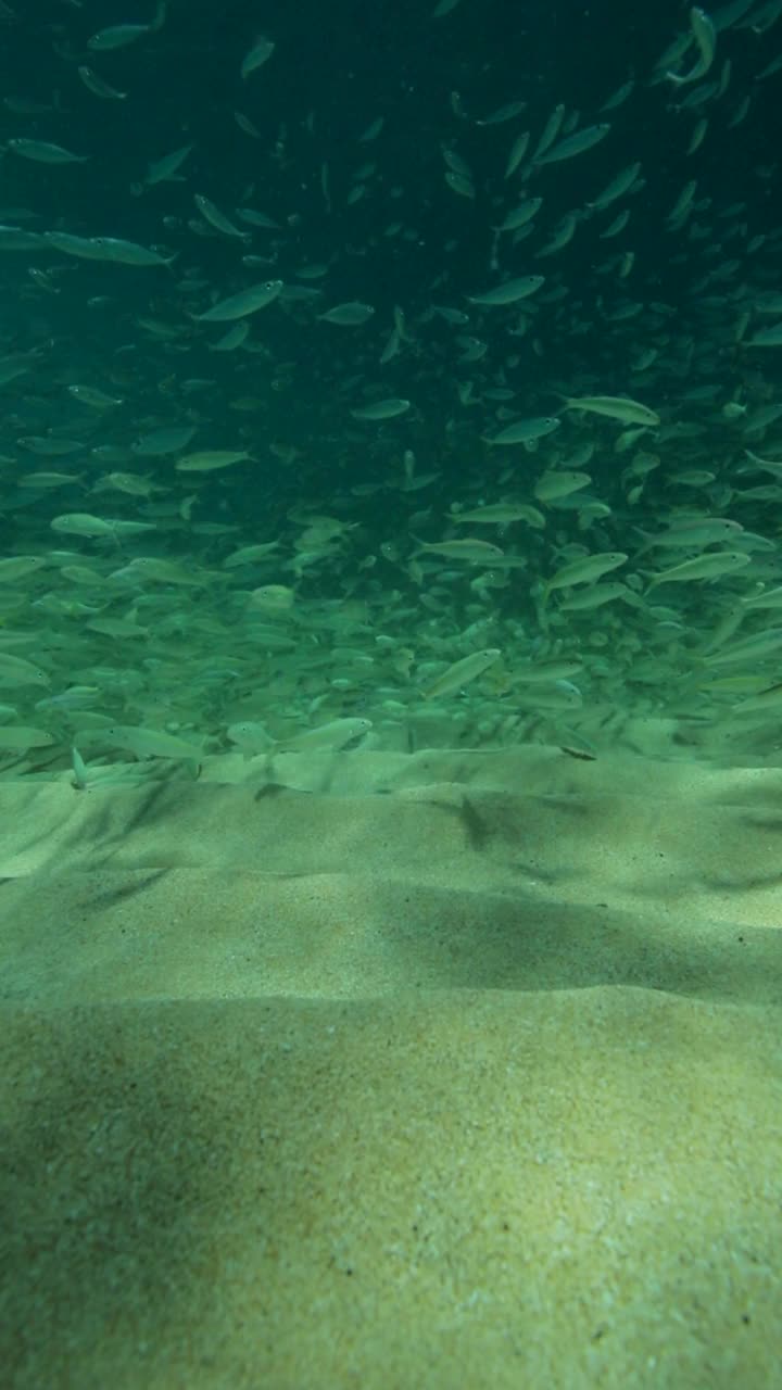 一群小鱼一起游过海底沙滩——夏威夷瓦胡岛视频素材