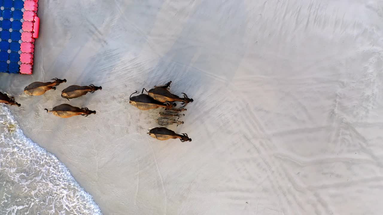 女子拍摄的水牛和牛犊在海边行走的鸟瞰图-龙目岛，印度尼西亚视频素材