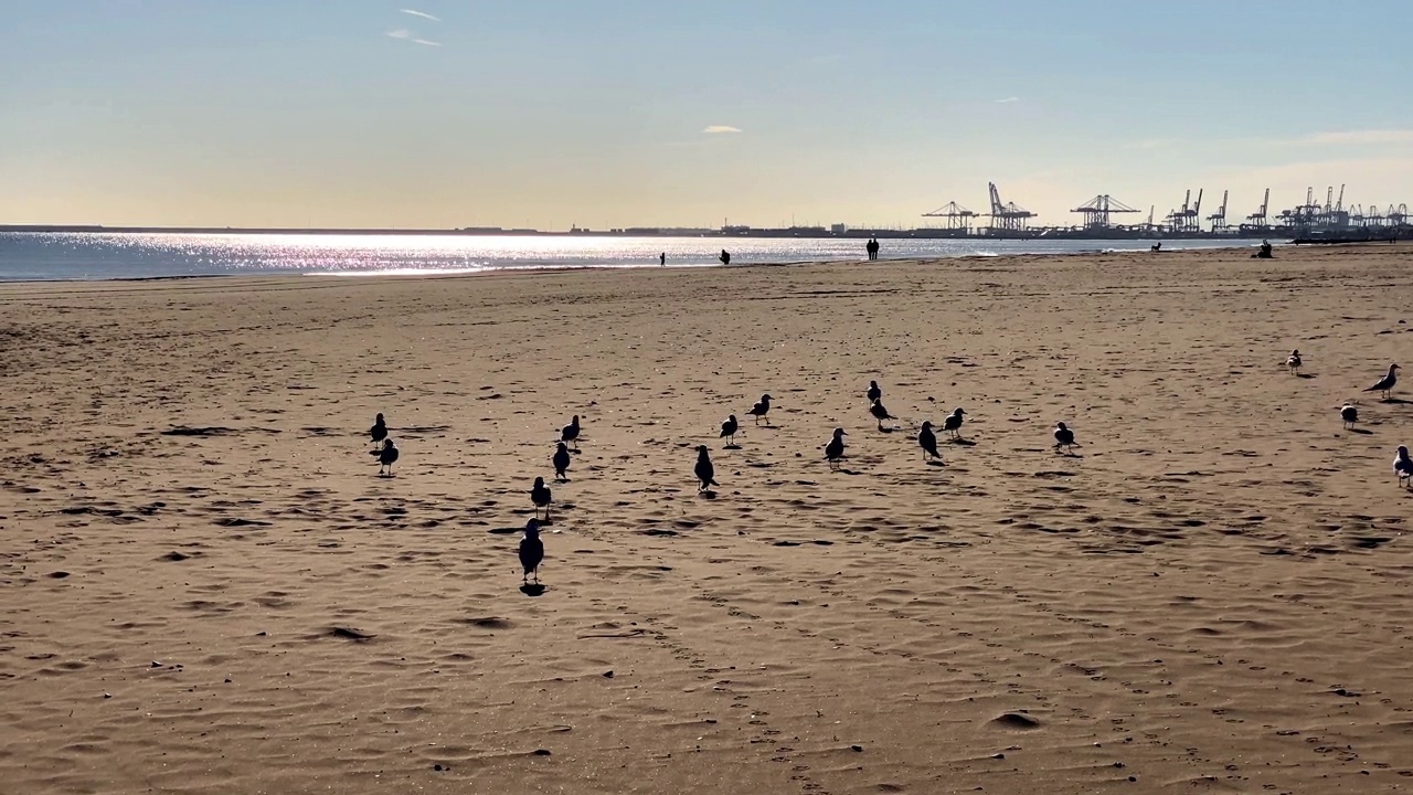 海鸥在海滩上起飞视频素材