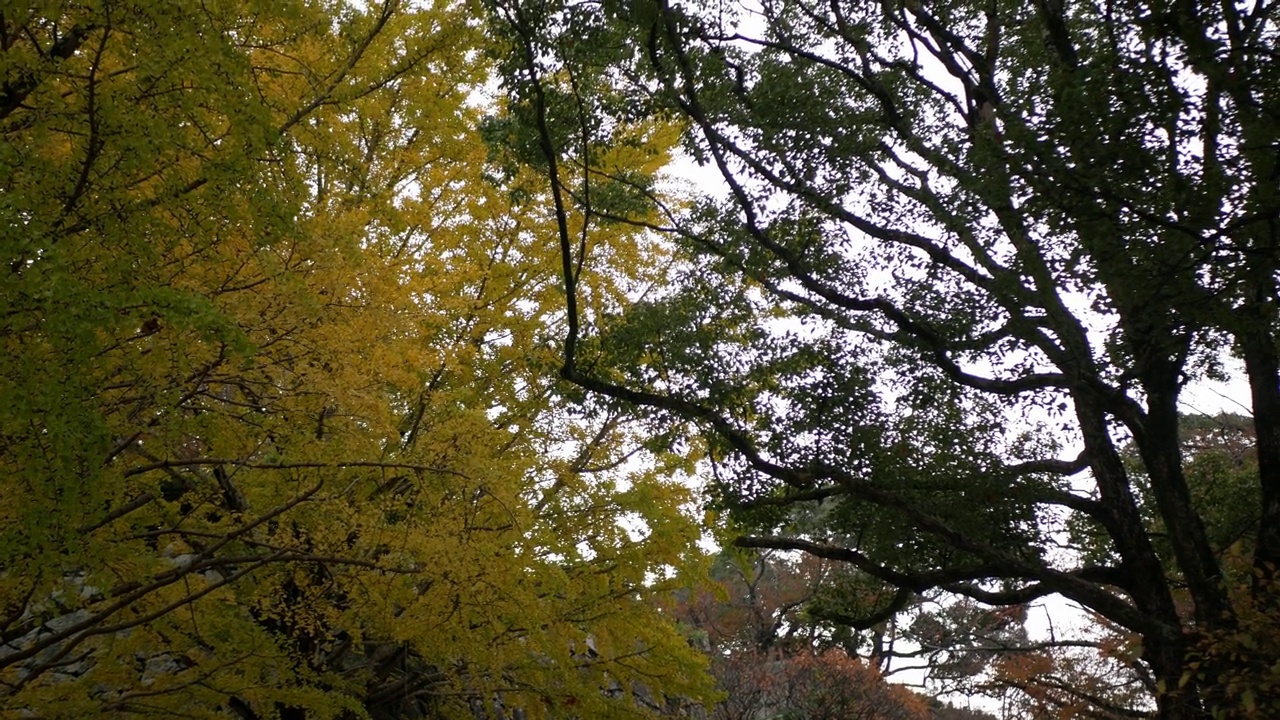 低角度观赏，秋叶上金灿澄的银杏树在秋色的高度。树叶和树枝在多云的天空衬托下形成了图案。视频素材