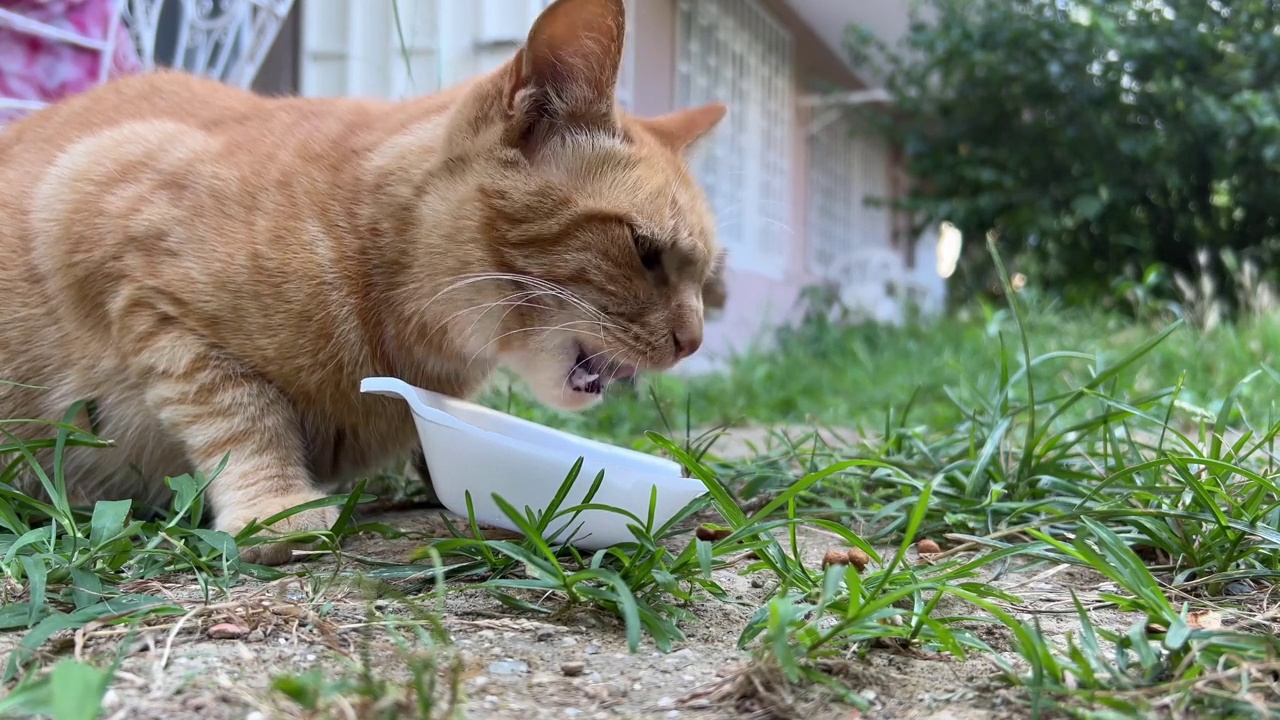 猫在花园里吃宠物食品视频素材