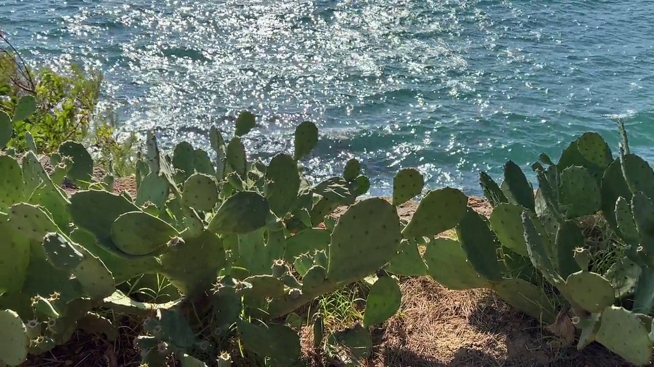 海浪和岸上多刺的仙人掌。视频素材