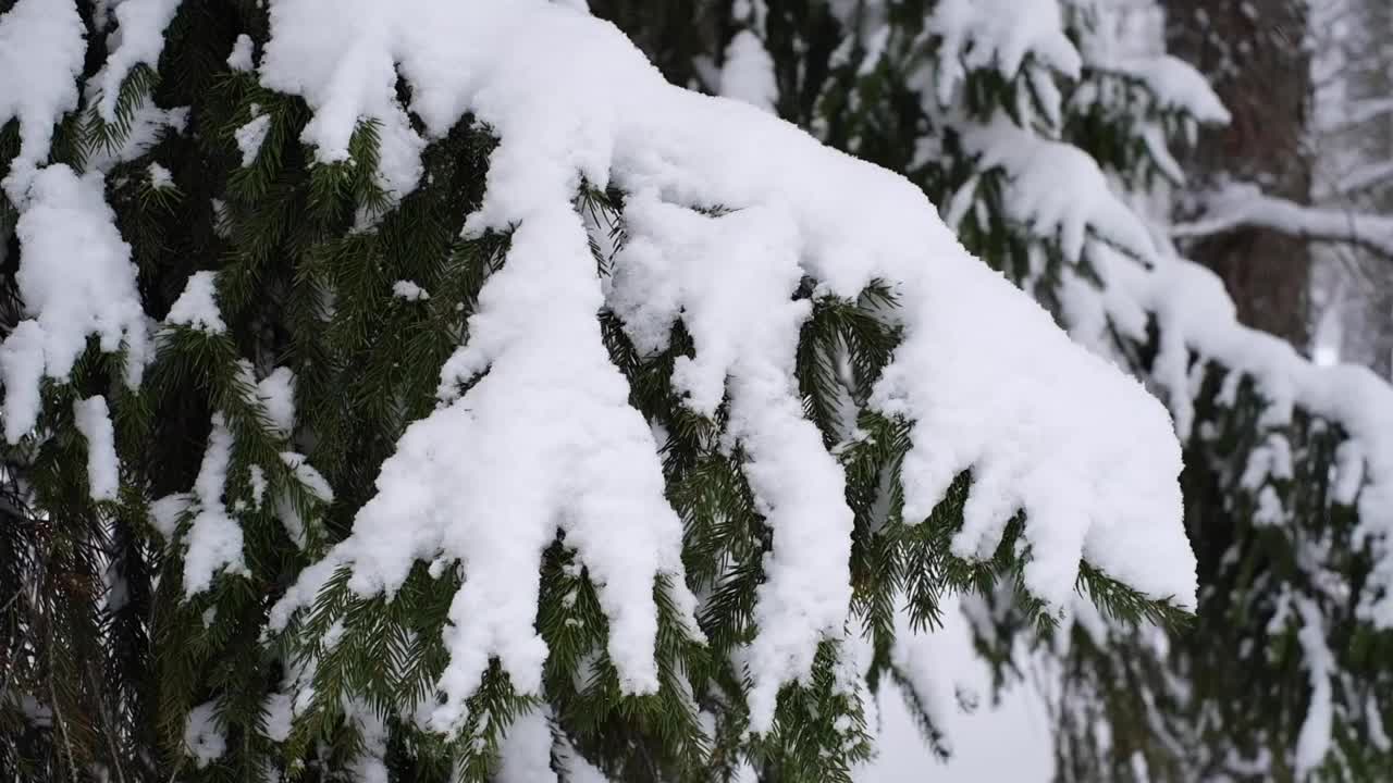 美丽的冬季景观，冷杉树被雪覆盖。水平的视频视频素材