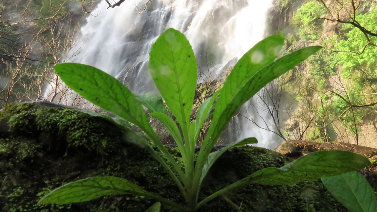 绿色植物和苔藓在石头与瀑布在热带雨林视频素材