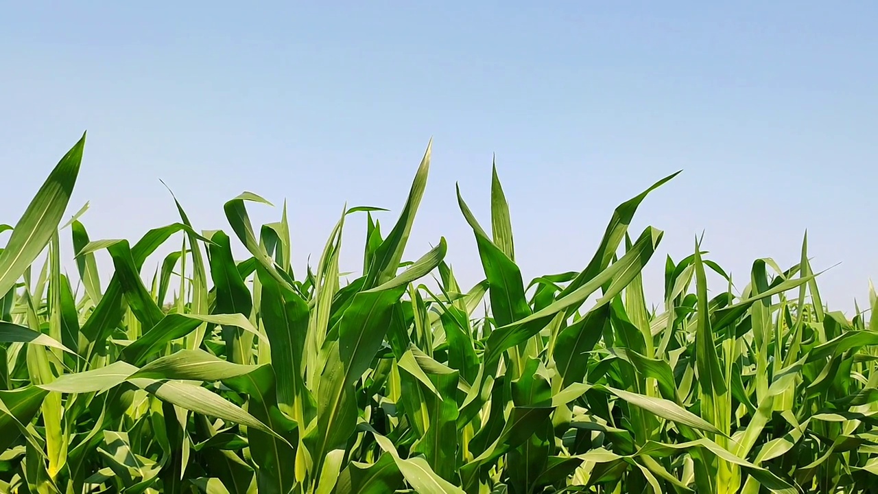 玉米叶地种植视频素材