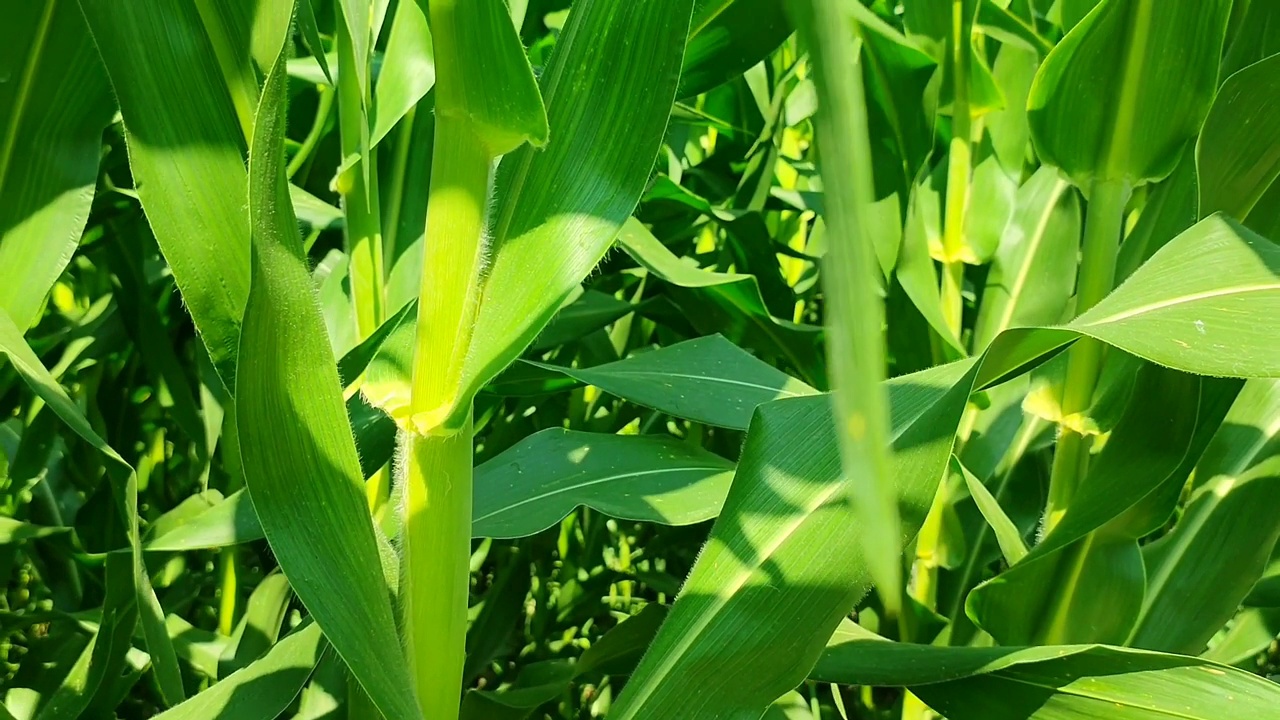 玉米叶地种植视频下载