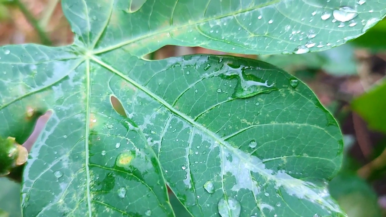 木薯叶视频下载