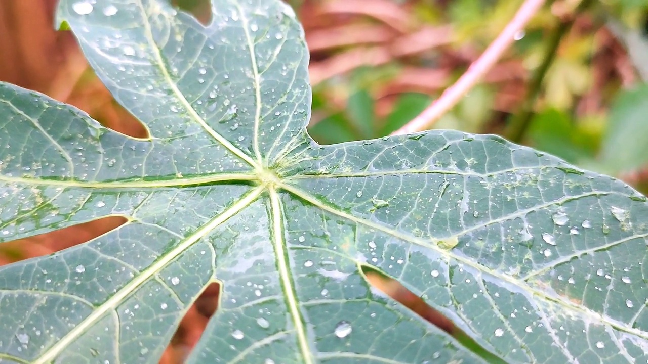 木薯叶视频素材