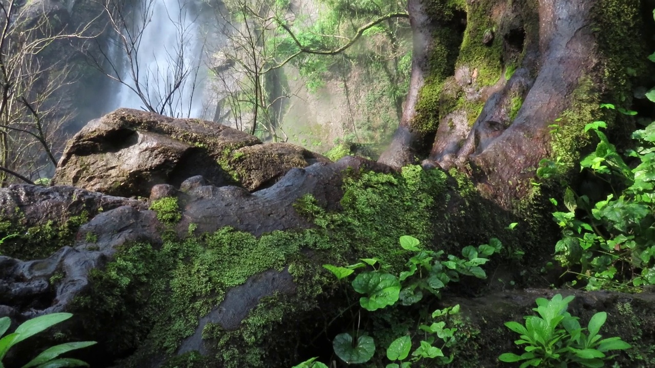 绿色植物和苔藓在石头与瀑布在热带雨林视频素材