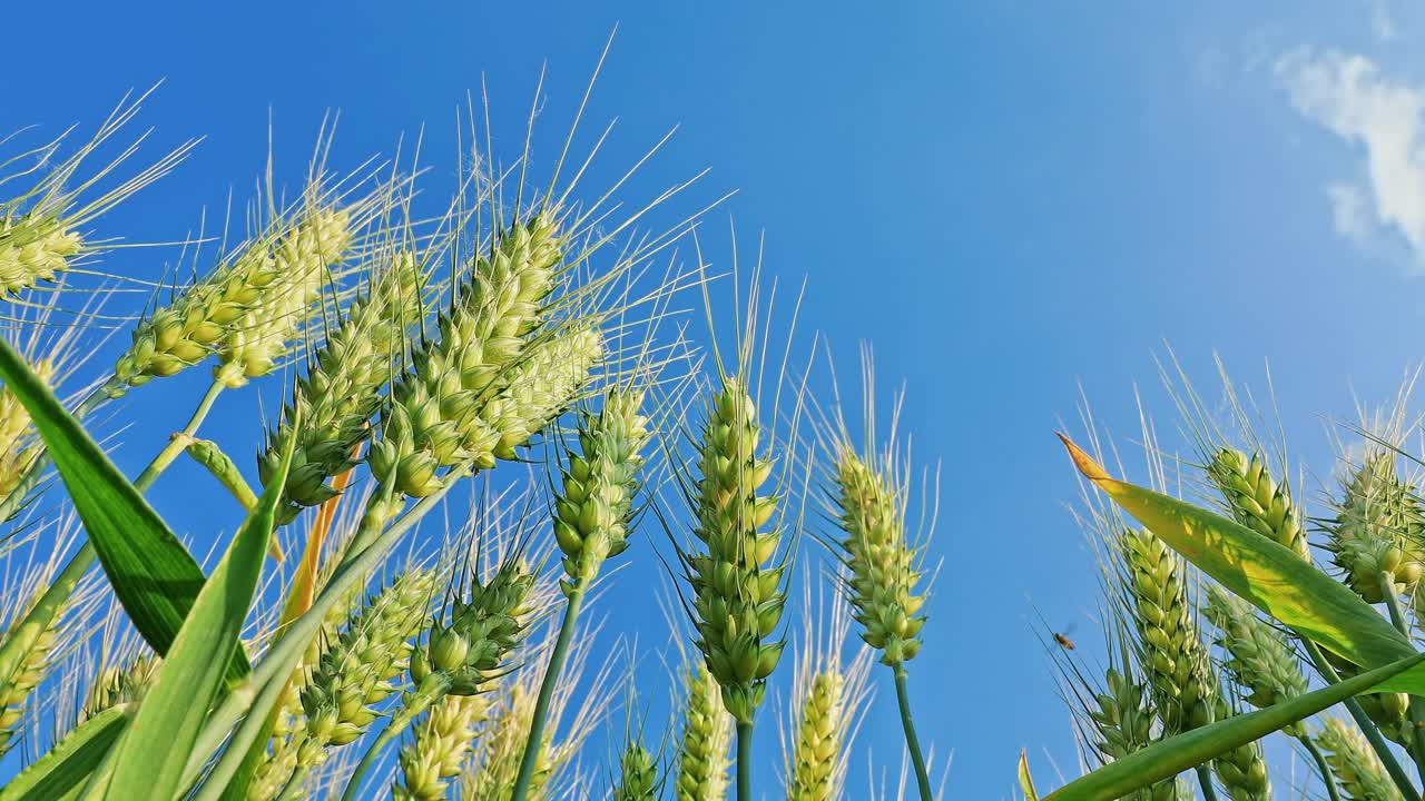 绿色麦穗自然背景视频素材