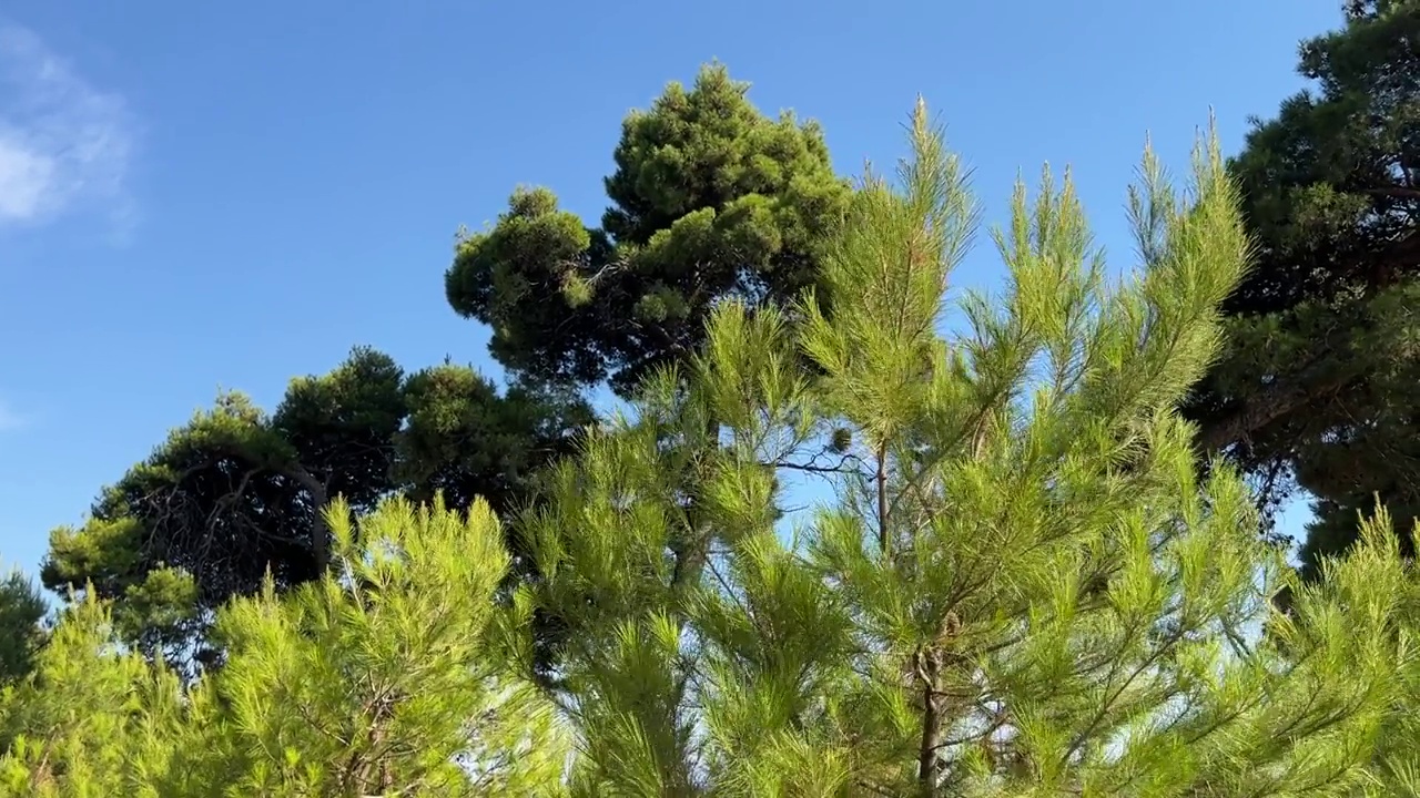 夏季阳光明媚的日子，针叶林中的松树。视频素材