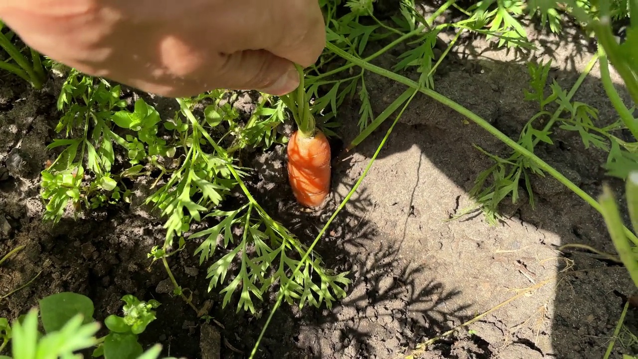 刚从花圃里挖出来的胡萝卜。在花园里收获的季节。秋天的工作。有选择性的重点视频素材