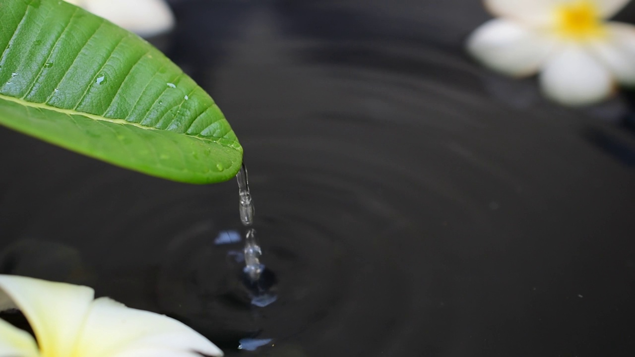 水滴在叶子上流动，底色暗黑水视频素材