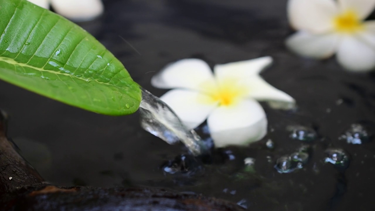 漂浮在水中的鸡蛋花视频下载