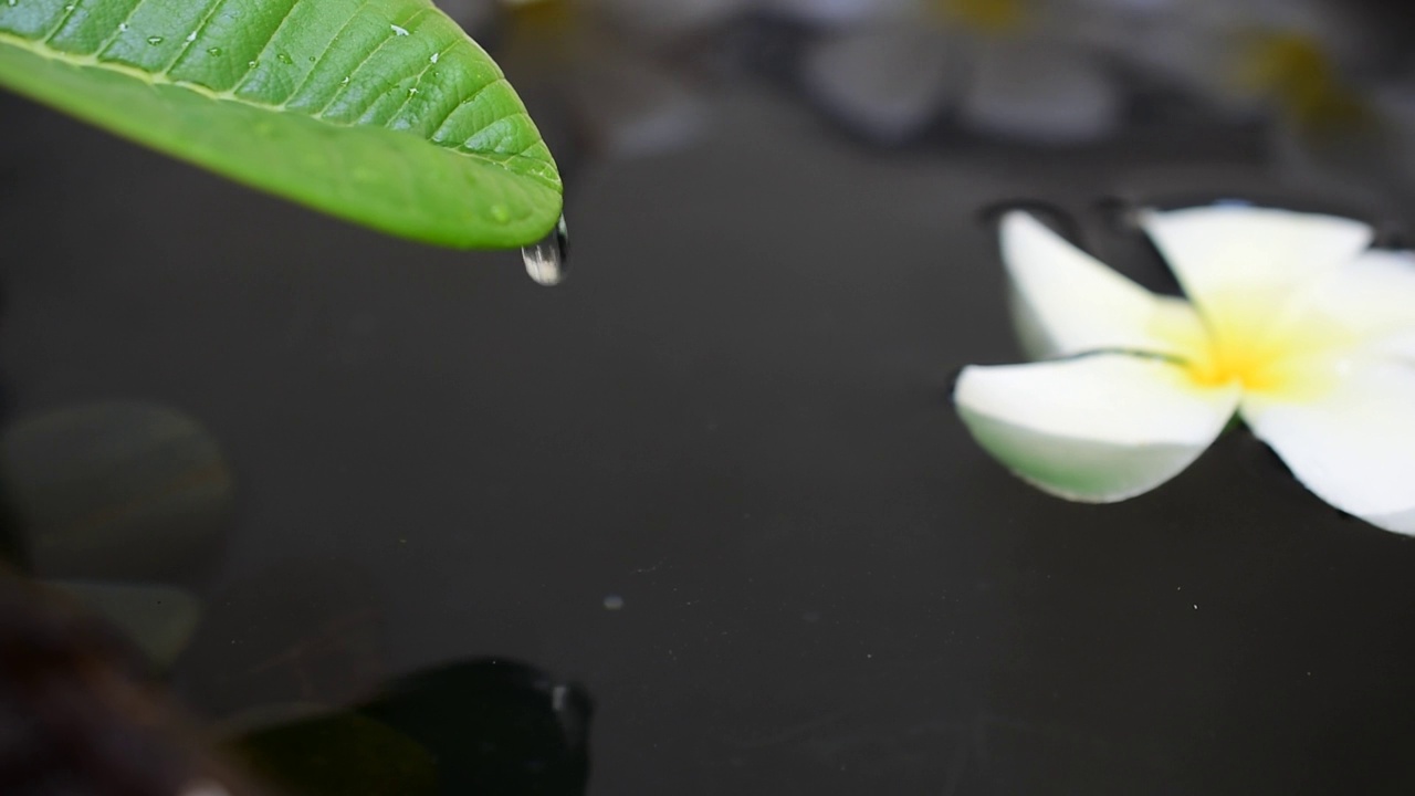 鸡蛋花漂浮在水中，暗色的水背景视频下载