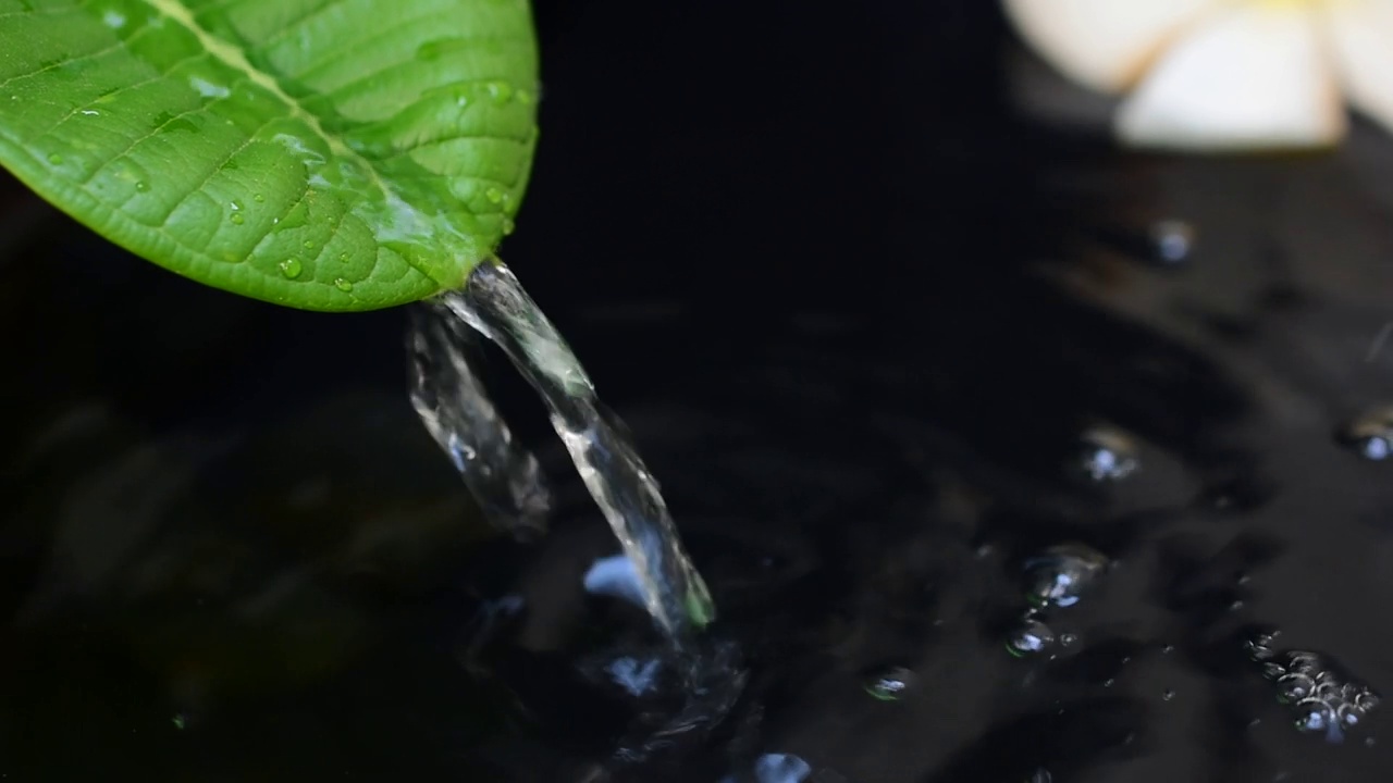 水滴在鸡蛋花叶上流动，暗黑色的水背景。视频下载